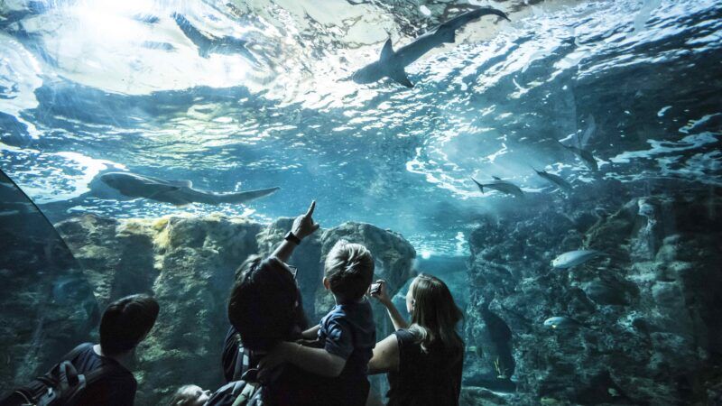 Familie vor einem Aquarium von Océanopolis